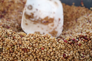 Freshly picked coffee beans from the farm are dried before being roasted.	
