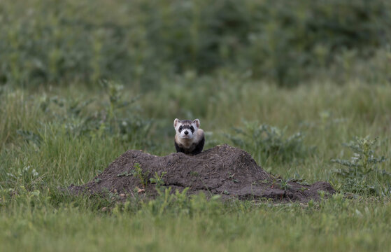 Critically endangered Black-footed ferret in field of burrows for prairie dogs, in burrow
