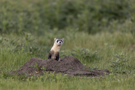 Critically endangered Black-footed ferret in field of burrows for prairie dogs