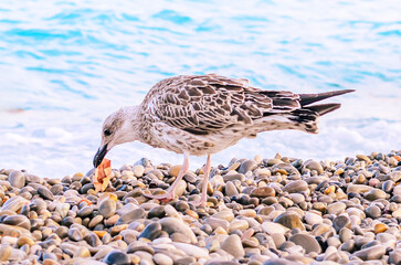Young seagull clutching small fish in beak while standing on pebbled beach