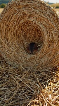 Straw bale roll in a sunny field during summer harvest season  