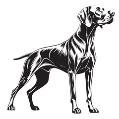black german shorthaired Silhouette Vector, High Quality Illustration on White Background