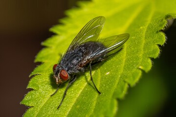 Naklejka premium fly on leaf