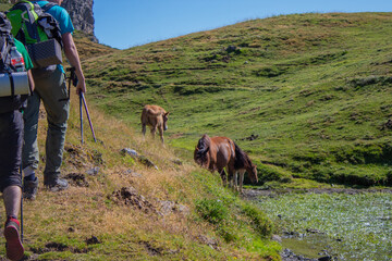 horses in the mountains while hicking