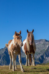Horses in the mountains