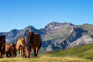 horses in the mountains