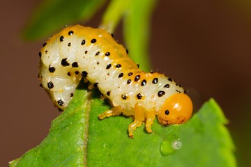 caterpillar on a leaf eating