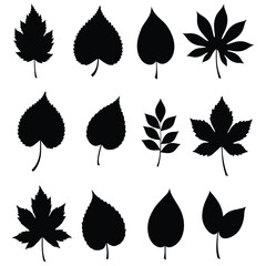 Fototapeta premium Collection of Various Leaf Silhouettes Isolated on White Background Botanical Illustration silhouette