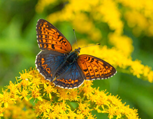 Obraz premium A vibrant orange and blue butterfly rests delicately on a cluster of bright yellow wildflowers.