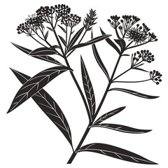 black and white asclepias curassavica