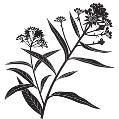 black and white asclepias curassavica