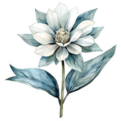 watercolor of Edelweiss Flower, vector, isolated on a white background.