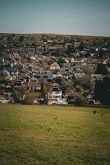 Ptaki na polanie © Filip