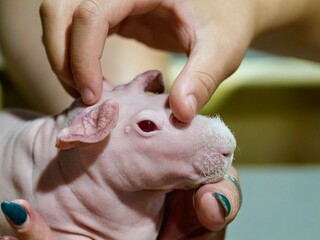 baby hairless guinea pig with hands