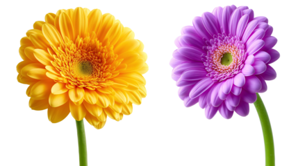 Daisy flower purple ,red,yellow,white, pink,violet, Lavender and  peach collection on transparent background.