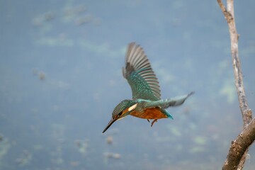 Kingfisher in Flight