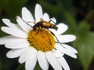 Long horn yellow beetle on flower