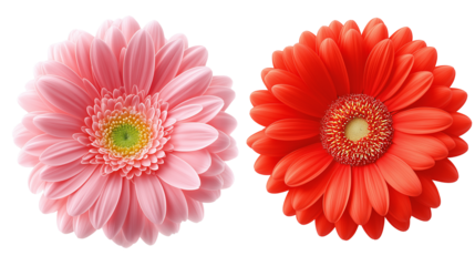 Daisy flower purple ,red,yellow,white, pink,violet, Lavender and  peach collection on transparent background.