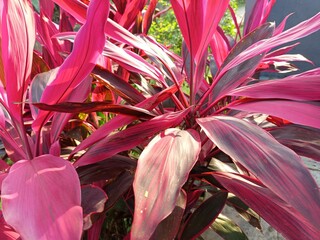 pink flowers in the garden