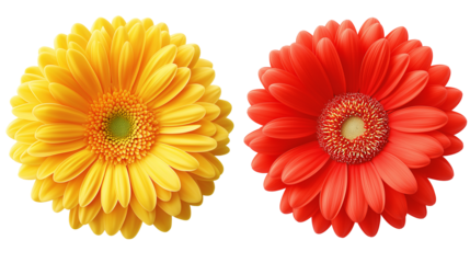 Daisy flower purple ,red,yellow,white, pink,violet, Lavender and  peach collection on transparent background.