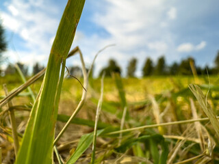 Close-up view of green grass blades and dry straw under a bright blue sky on a sunny afternoon in a rural field