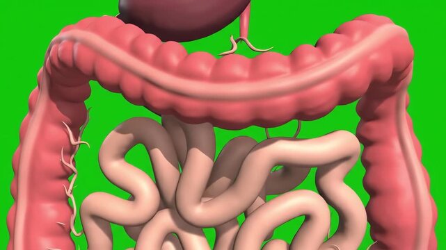 Detailed small intestine anatomy in a 3D model of the human digestive tract isolated on a green screen