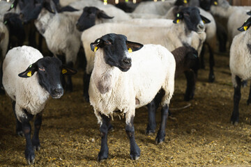 Herd of sheeps on domestic organic farm