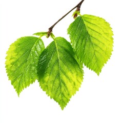 Fototapeta premium Three vibrant green leaves gracefully sprout from a slender branch