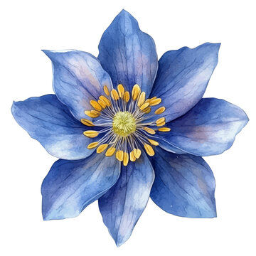 Bluestar Flower, watercolor illustration vector, isolated on a white background.