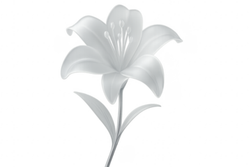 White lily with transparent background, ideal for easy placement in various projects