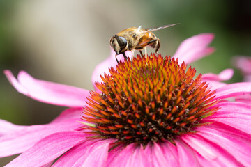bee on a flower