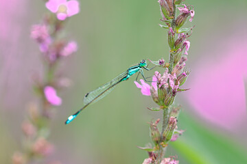 dragonfly on a flower