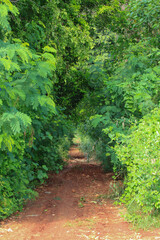 Fototapeta premium road path in the garden
