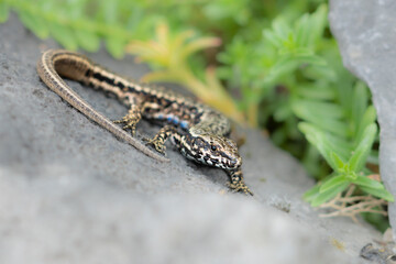 lizard on a rock