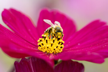 bee on pink flower