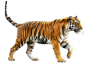 Obraz premium Majestic Bengal Tiger Striding Forward, Full Body Front View, Isolated on Transparent Background