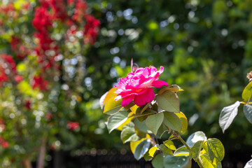 pink and yellow rose flowers