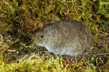 Southern Bog Lemming taken in southern MN in the wild