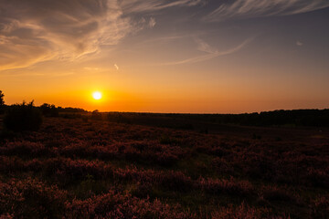 Beautiful sunset in the L&uuml;neburg Heath during heather bloom.