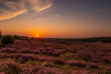 Beautiful sunset in the L&uuml;neburg Heath during heather bloom.