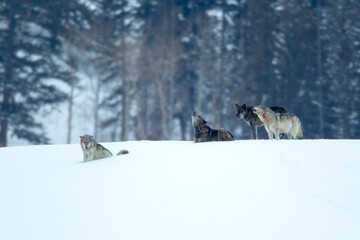 Gray Wolf pack howling in snow taken in Yellowstone NP © Stan