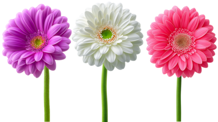 Daisy flower purple ,red,yellow,white, pink,violet, Lavender and  peach collection on transparent background.