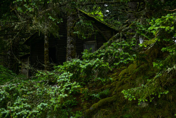 Obraz premium A house covered by moss on Spruce island near Kodiak in Alaska