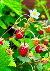 Wild woodland strawberry red berries macro close up