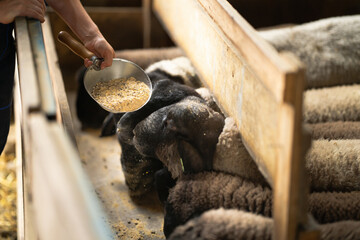 Feeding sheeps on domestic organic farm.