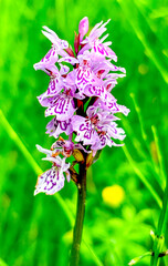 Spotted health wild orchid in rose color macro close up