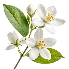 Obraz premium Italian Jasmine Bright Golden-Yellow Bloom with Glossy Green Leaves Radiating Cheerful Energy and Fragrant Mediterranean Charm on a Pure White Background