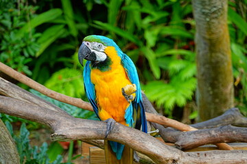 A brightly colored glass macaw parrot perched on a branch