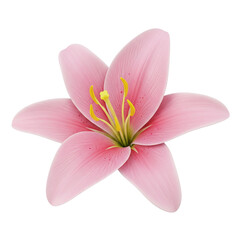 Naklejka premium Close-Up of Pink Lily Flower with Yellow Stamens