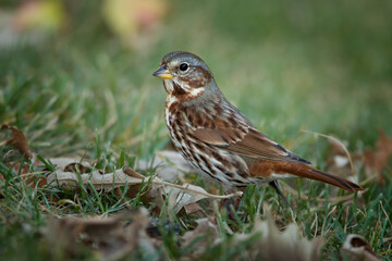 Fox Sparrow on ground taken in southern MN in the wild